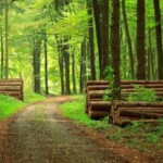 1647614014-foreste-italia